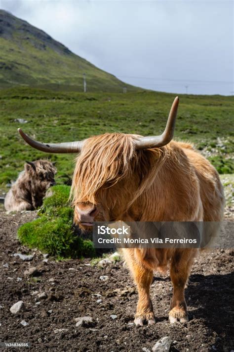 Highland Cow On The Isle Of Skye Highland Cattle Stock Photo Download