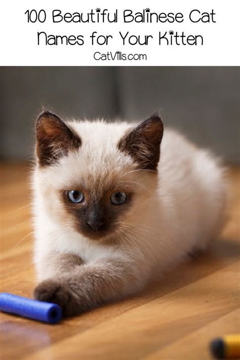 Balinese Cat Names 100 Beautiful Ideas For This Stunning Breed