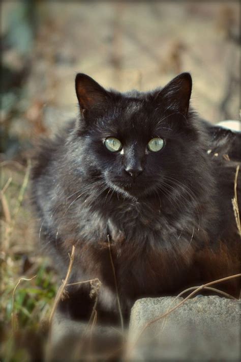 Males are generally heavier, and it can be quite shock if they jump. The 40 best images about Maine Coon Cats on Pinterest ...
