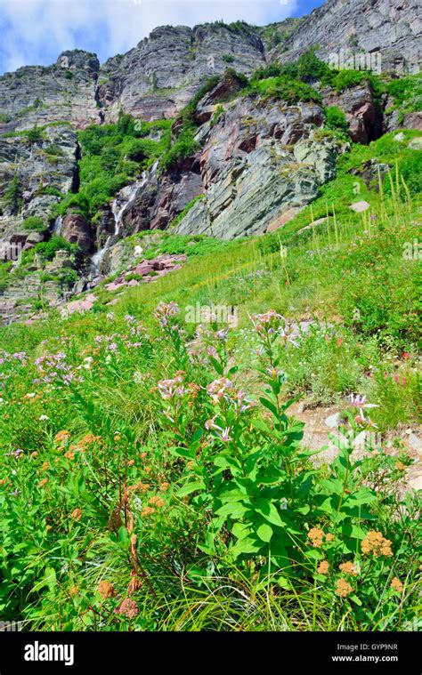 Wild Flowers And High Alpine Landscape Of The Grinnell Glacier Trail In