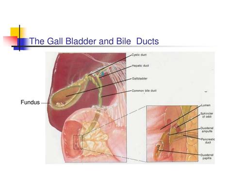 PPT THE GALLBLADDER PowerPoint Presentation Free Download ID