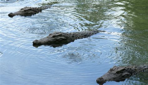 Man Eating Crocodiles In Florida Confirmed Giant Nile Reptiles Next
