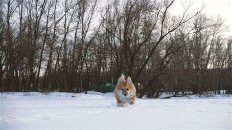 Little Dog Running In Snow In Slow Motion Free Stock Video