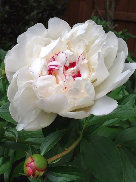 Maybe you would like to learn more about one of these? bluemopheads : Spring into flowers... | Flowers, Beautiful ...