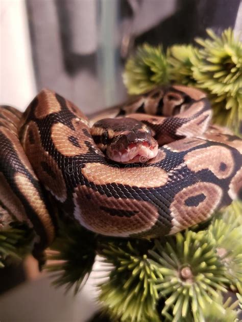 Pet Snake Stock Photos Download 7453 Royalty Free Photos
