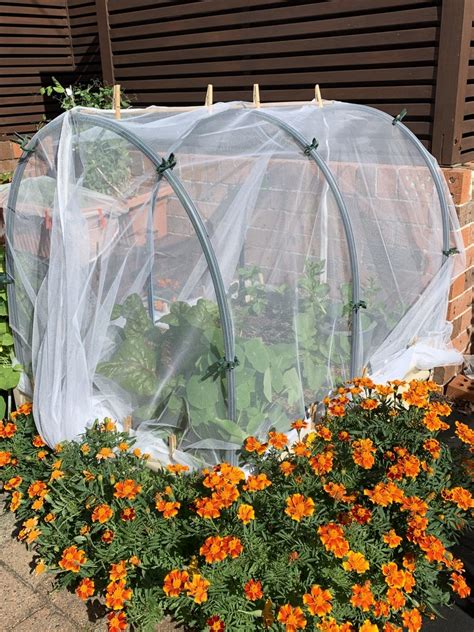 Insect Netting For Gardens Australia Fasci Garden