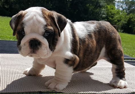 English bulldog puppies and dogs. Available AKC Champion Sired English Bulldog Puppies for ...