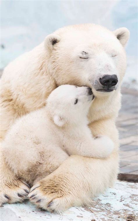 Polar Bears Mobile Hd Wallpaper Cute Animals Baby Animals Baby