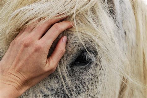 Pain Management How Veterinarians Reduce Pain In Horses Just For My
