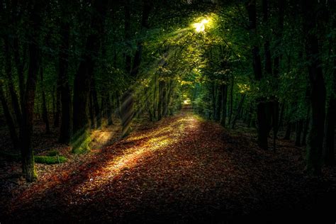 Free Images Landscape Tree Nature Path Grass Light Sky Night