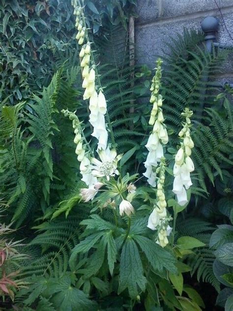 Join facebook to connect with anna kanerva and others you may know. Pin by Anna Kanerva on Garden inspiration | Plant leaves ...