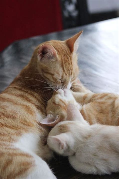 My Cat Had Kittens Mom And Son Sharing A Moment Together Aww Cat
