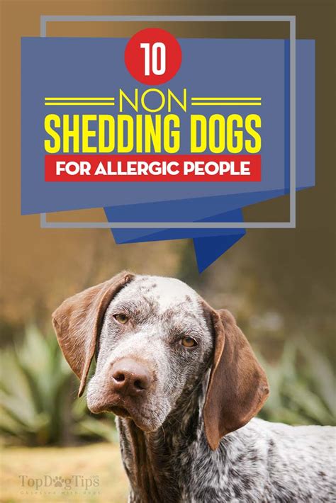 10 Non Shedding Dogs And Best Breeds For Allergic People