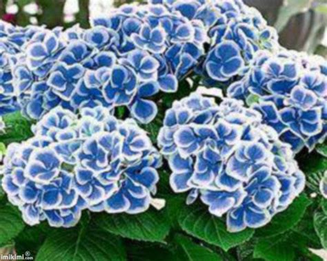 Check spelling or type a new query. (l)hortensia bleu(l) | Idées de jardin fleur, Tapis de ...