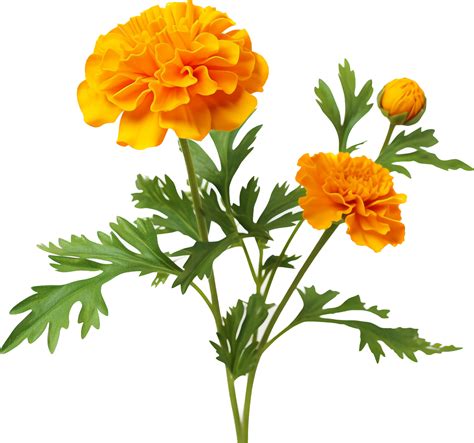 Marigold Png With Ai Generated 30571650 Png