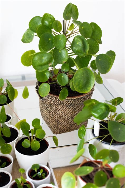 Pilea Pflanze - Wie man Ableger nimmt | 1000 in 2020 | Pflanzen, Pflanzen indoor, Zimmerpflanzen