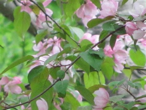 Spring Pink Flowering Tree Identification 10 Beautiful Pink Flowering