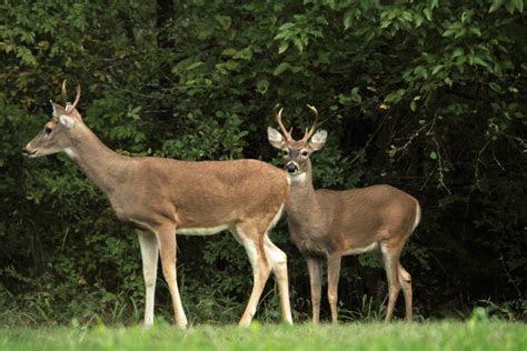 Two White Tail Bucks In The Woods Free Stock Photo Public Domain Pictures