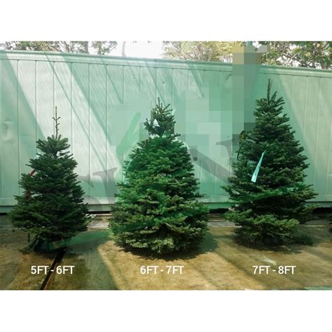 Noble Fir Christmas Tree 7ft 8ft