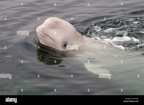 Portrait Young Beluga Whale Or White Whale Delphinapterus Leucas In