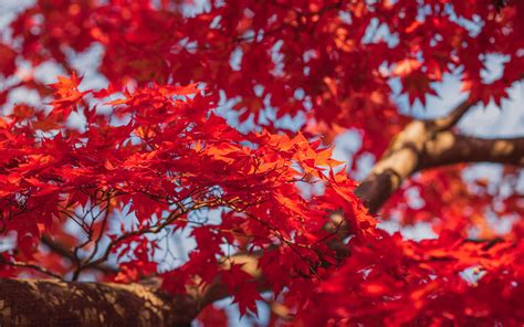 Download Wallpaper 3840x2400 Maple Leaves Branches Red Autumn 4k