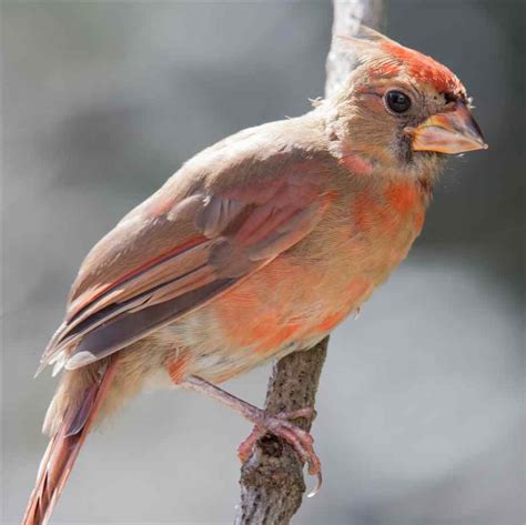 Bird In Everything Northern Cardinal Bird