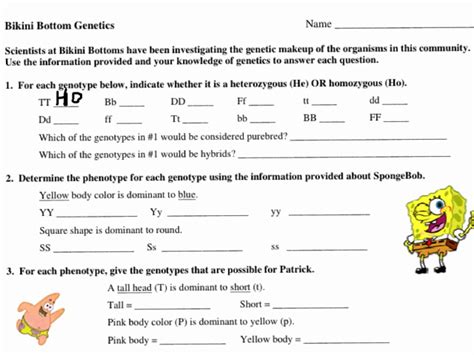 Use the information for spongebobs traits to write the . Bikini Bottom Genetics Worksheet | Biology worksheet ...