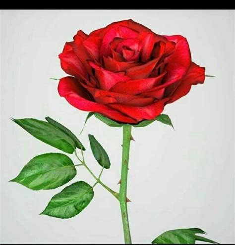 Wahai sang mawar merah yang anggun nan ayu. 33+ Gambar Bunga Mawar Merah Indah yang Banyak Dicari ...