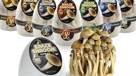 Psilocybin Mushroom Kit Usa All Mushroom Info