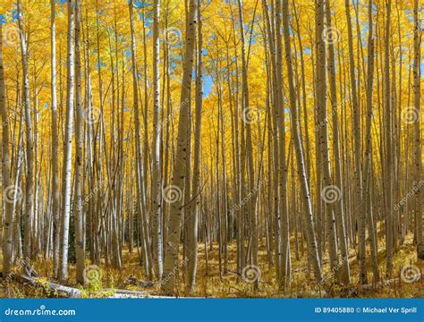 Yellow Aspen Trees Stock Photo Image Of Tree Trees 89405880