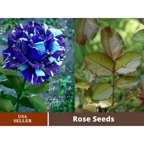30 Rare Seed Blue Dragon Rose Bush1082 Authentic Seeds Flowers Seeds