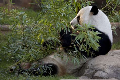 Exciting Times The Giant Panda Twins Have Names Announcing Ya Lun And