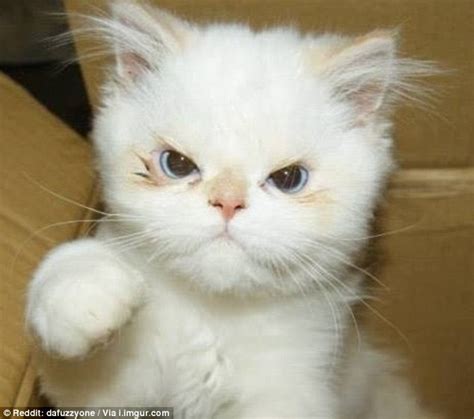 Hilarious Photos Of Cats With Very Angry Faces Daily Mail Online