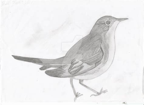 Nightingale Pencil Sketch By Astroluxray On Deviantart