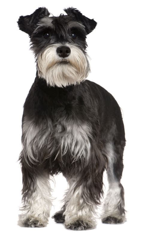 We did not find results for: Standard Schnauzer Haircut Styles - hairstyle how to make