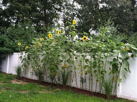 Backyard Garden With White Fences And Sunflower Growing Sunflower