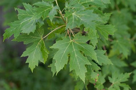 Acer Saccharinum Silver Maple Trees And Shrubs Plant Leaves