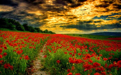 Sunset Clouds Over Poppy Field