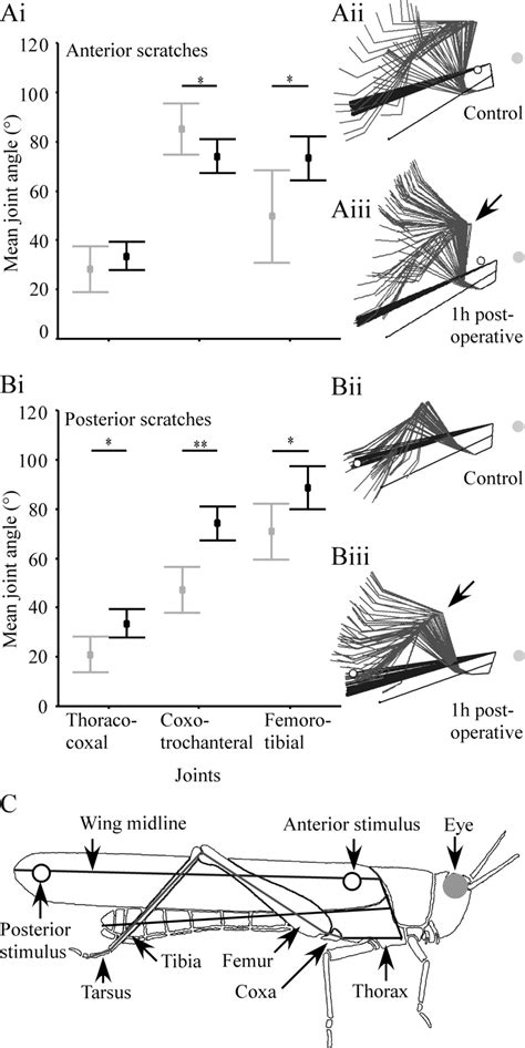 Figure 2 Functional Recovery Of Aimed Scratching Movements After A Graded Proprioceptive