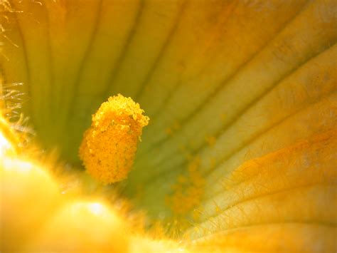 Imageafter Images Flower Yellow Pollen Closeup Janneke