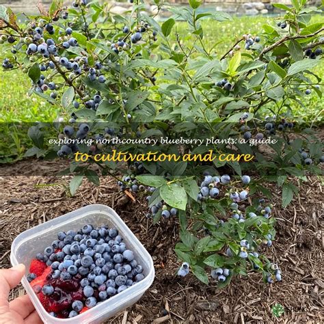 Exploring Northcountry Blueberry Plants A Guide To Cultivation And