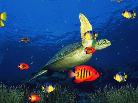 Download Animated Marine Life Software Marine Life Aquarium Animated