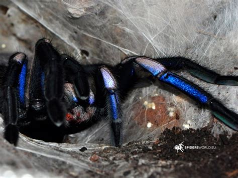Unveiling The Vibrant Mystery Discovery Of The Electric Blue Tarantula