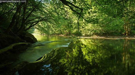 A River Running Through A Forest Filled With Green Trees And Water