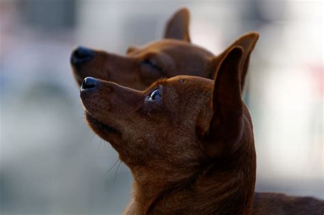 Though chanel no 5 was an important choice, other coco chanel choices made the list that will impress. Coco & Chanel Foto & Bild | hunde, natur, tiere Bilder auf ...