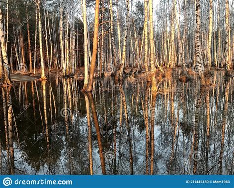 Reflection Of Trees In Thawed Spring Water Stock Photo Image Of