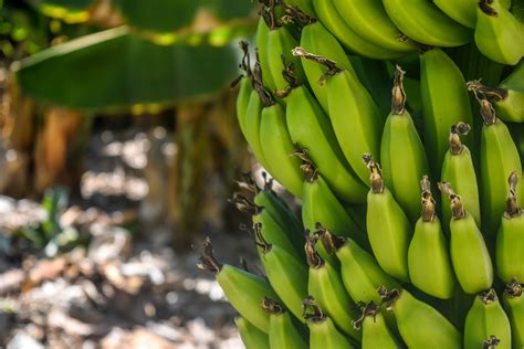 How To Grow Bananas Easy Guide To Growing Bananas New Idea Magazine