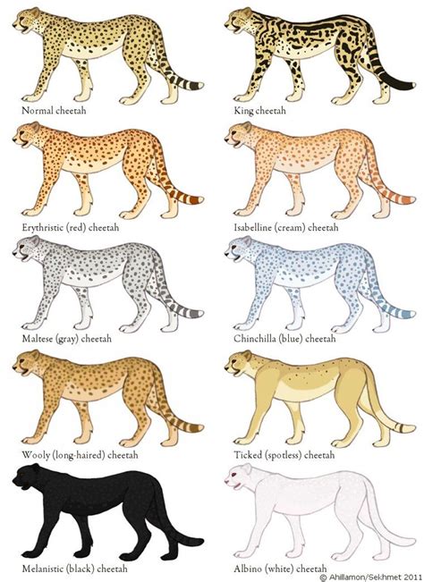 Cheetah Color Mutation Guide By Ahillamon On Deviantart Cheetah