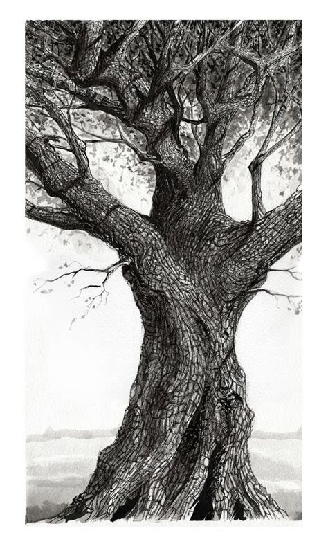 Oak Tree Oak Tree Drawings Tree Drawing Oak Tree Illustration