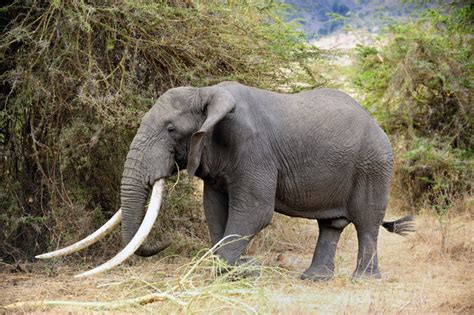 Elephant With Huge Tusks By Slr1238 On Deviantart